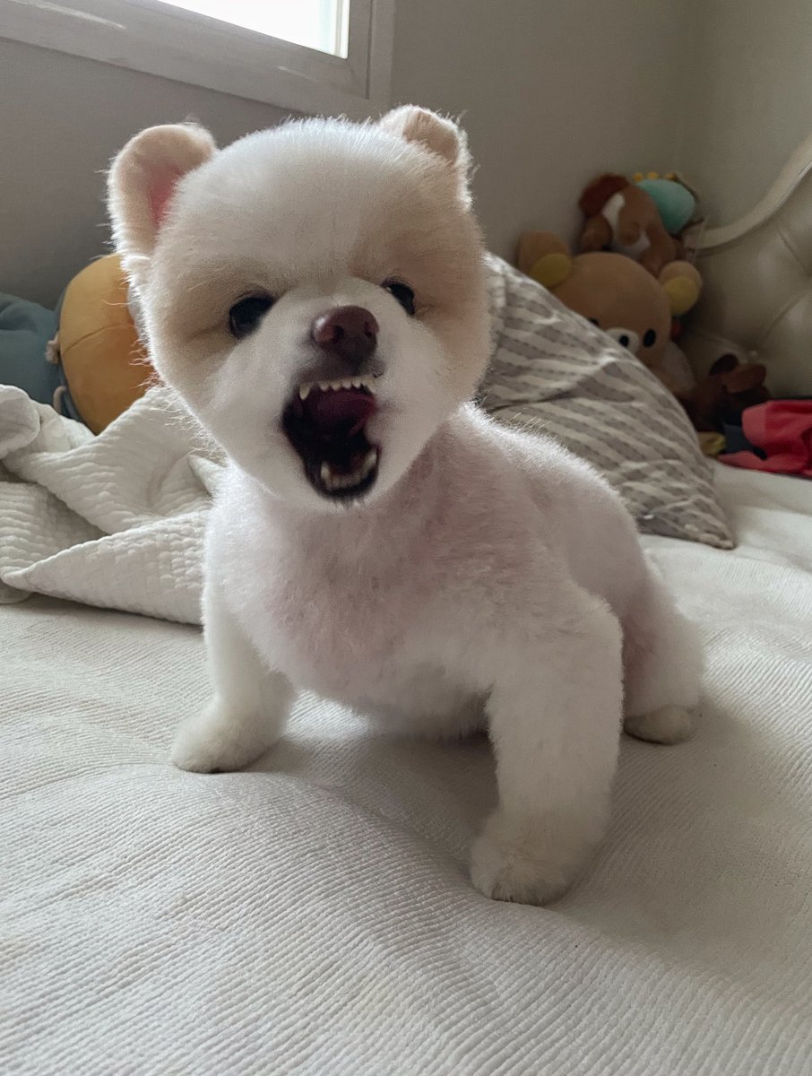 mungcchimom's tweet photo. 와기맹수🐯 https://t.co/4U1R2fHqpL