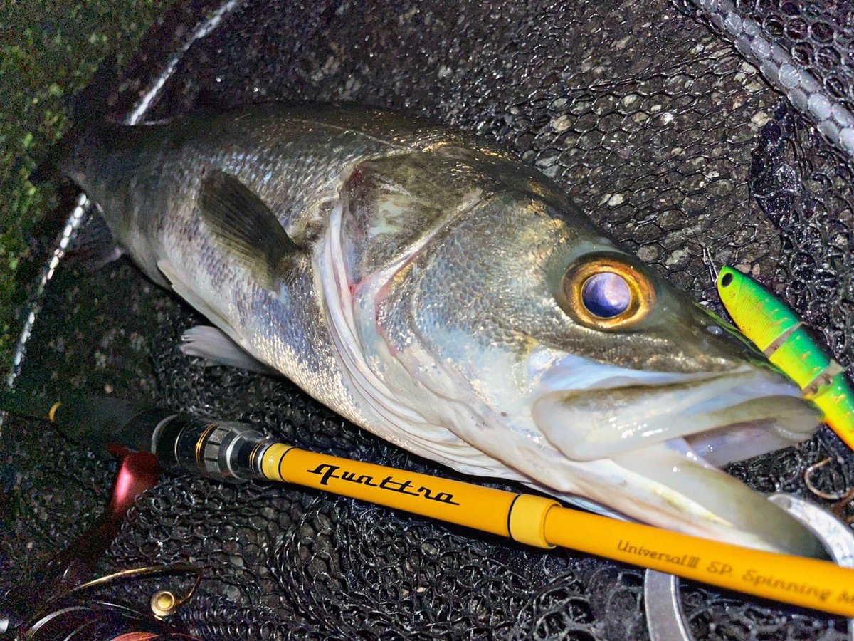 palms_global's tweet photo. Seabass with Curref in Japan 🇯🇵
Rod: Quattro 75ML (Travel rod)
Lure: Curref 70
#palmsfishing #seabass #seabassfishing #travelrod #packrod
@palms_japan https://t.co/O2Sro1dIsh