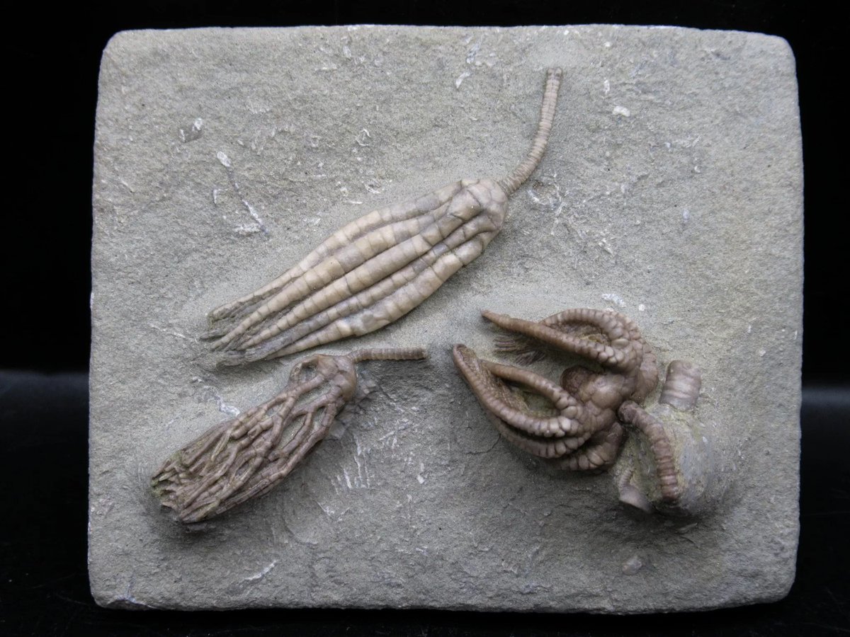indiana9fossils's tweet image. Indiana Crawfordsville Crinoid #101
$336.00
Click on the link below to order now!
prehistoricfossils.com/product/indian…

#crinoid #crawforsville #crinoidsforsale #fyp #fossils #fossilshop #fossilsforsale #fossilstore #crinoids #gifts #giftideas #fossilcollector #fossilcollecting #fossilfinds