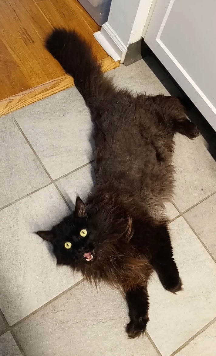 BuckyKatt's tweet photo. A cry from/by the void. #Lucky #mainecoon #BlackCat #floofasaurus #petsitting #AdventuresInPetsitting https://t.co/sMSD4oBvri