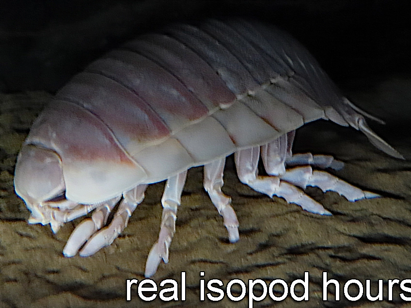 IsopodBot's tweet image. It's real isopod hours