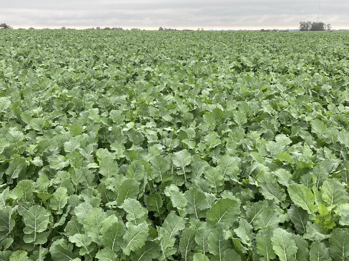 cradeco's tweet photo. Después de una difícil implantación, la #Canola comienza destacarse por su desarrollo. Las últimas lluvias y una adecuada fertilización han contribuido a su estado. #cradeco https://t.co/wEdf5GBKbQ