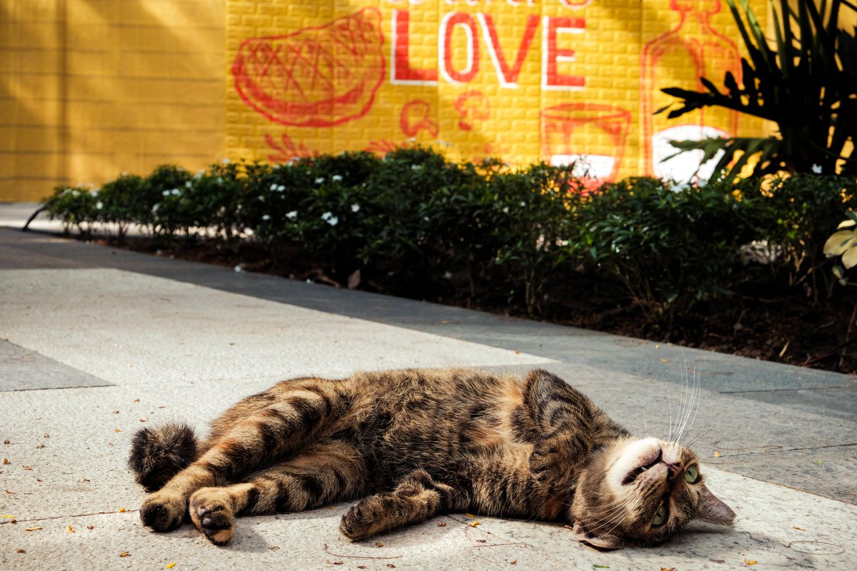 GM GM! 

How much have you been in love? 
Comment down.

My #Opentez is now LIVE!!!

An open edition at 3 XTZ

Love, 
Kitty 🐾😻

Link below.