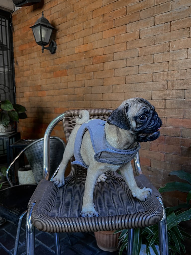 iConstreictta's tweet image. Da baby is not amused. LOL Welcome to the family, Lu. 🐶♥️ #WeekendAnthem #Puglet