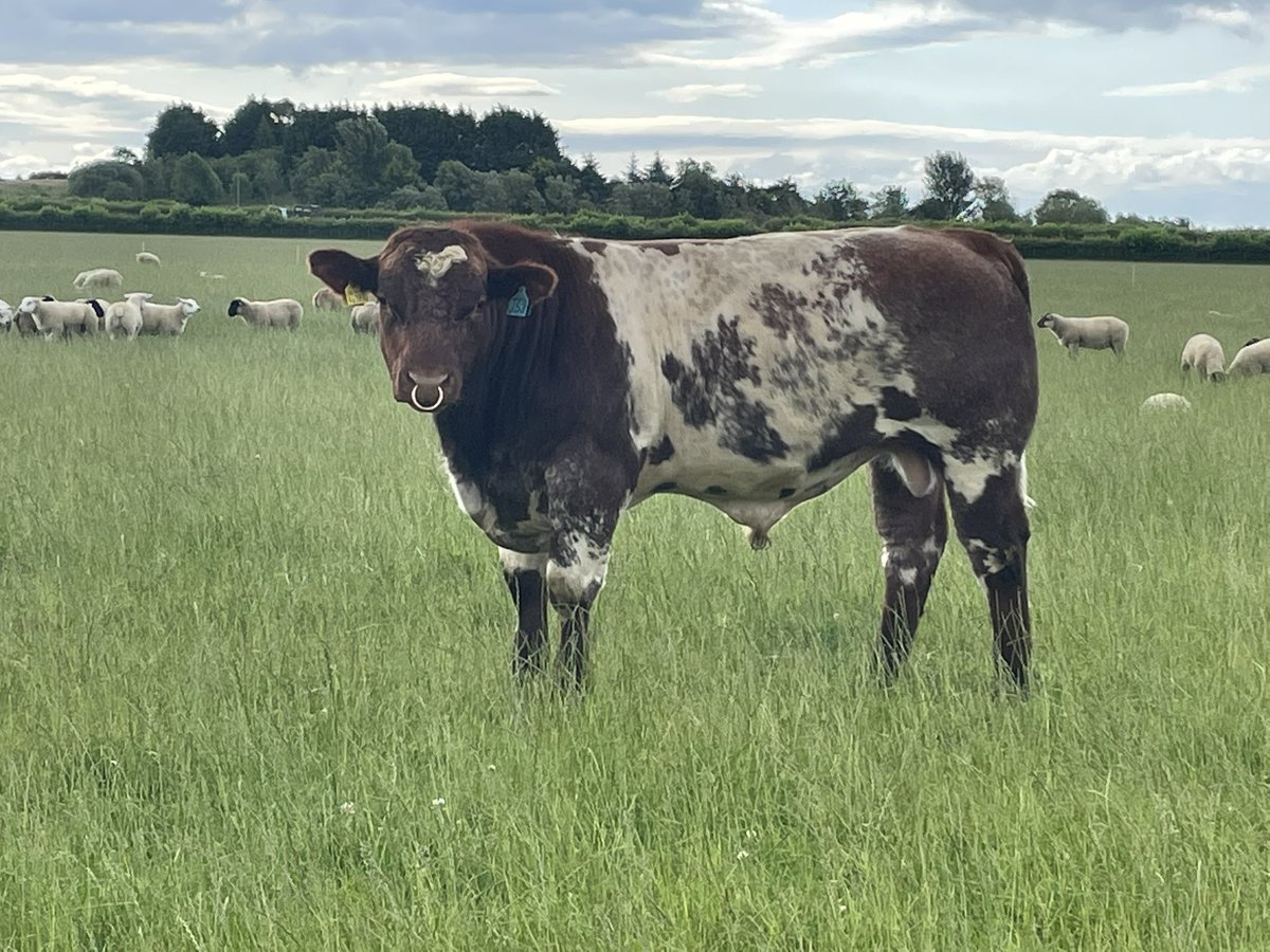 FearnFarm's tweet photo. Our 2022 born bulls looking the part this morning, all now semen tested and ready for work, most will be destined for our sale in January but if anyones needing a young bull please get in touch. #beefshorthorn #nativebeef https://t.co/rIouko7PjE