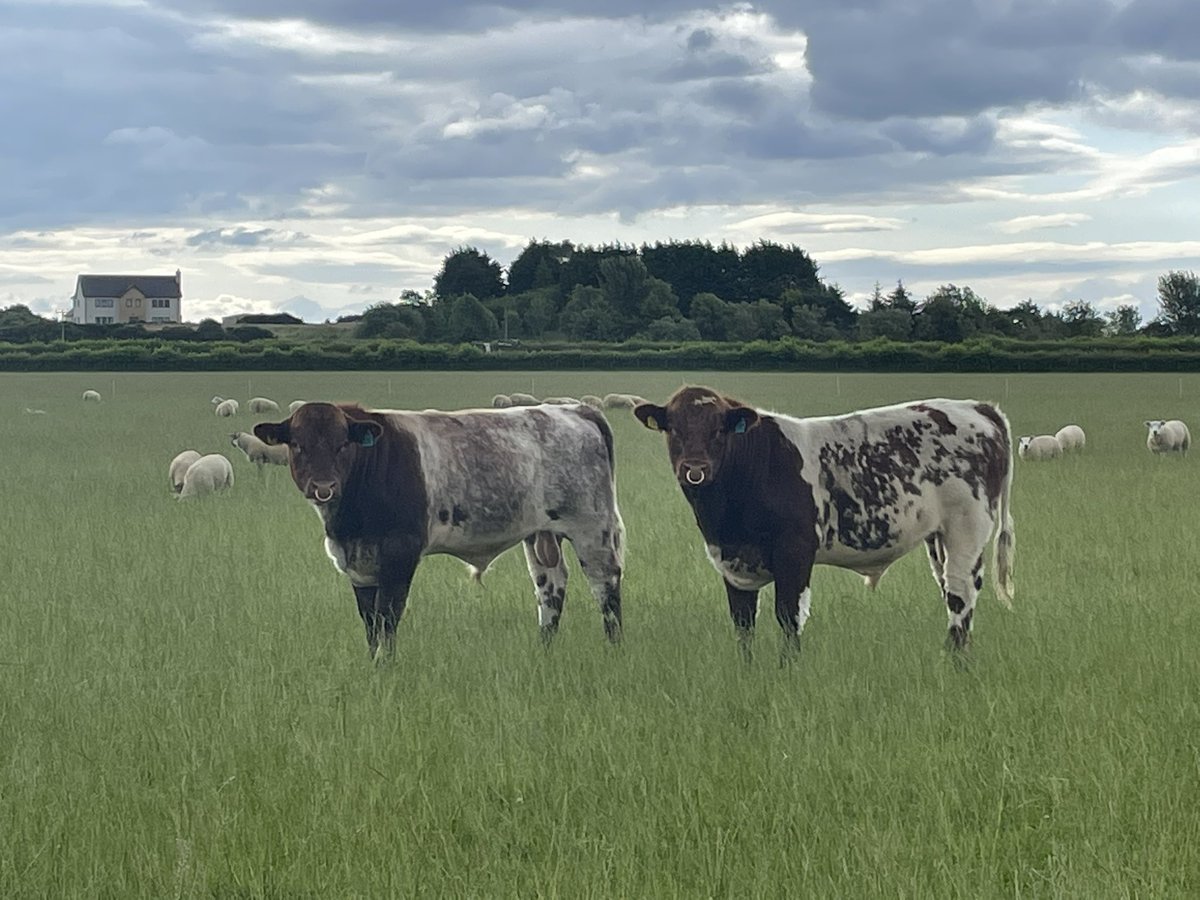 FearnFarm's tweet photo. Our 2022 born bulls looking the part this morning, all now semen tested and ready for work, most will be destined for our sale in January but if anyones needing a young bull please get in touch. #beefshorthorn #nativebeef https://t.co/rIouko7PjE