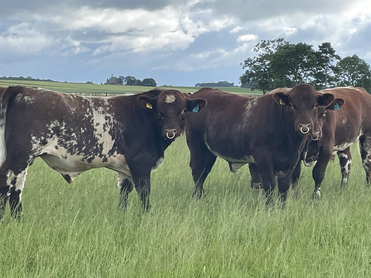 FearnFarm's tweet photo. Our 2022 born bulls looking the part this morning, all now semen tested and ready for work, most will be destined for our sale in January but if anyones needing a young bull please get in touch. #beefshorthorn #nativebeef https://t.co/rIouko7PjE