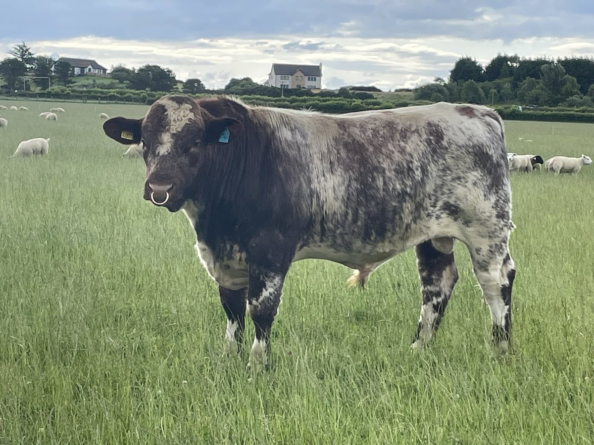 FearnFarm's tweet photo. Our 2022 born bulls looking the part this morning, all now semen tested and ready for work, most will be destined for our sale in January but if anyones needing a young bull please get in touch. #beefshorthorn #nativebeef https://t.co/rIouko7PjE
