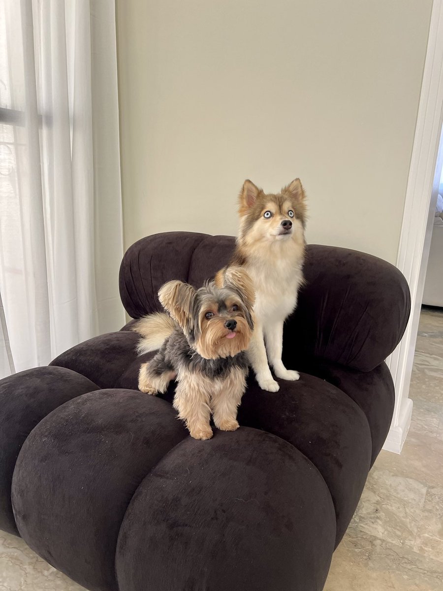 uppercatt's tweet photo. These little cutieees cozying up on our Bailey Black Camaleonda Sofa 🤩😍

For inquiries and quotations 👇🏻:
IG: @cattleyamaury
FB: Cattleya Maury
📧: cattleyamaury@gmail.com https://t.co/NWuIpJ2NpT