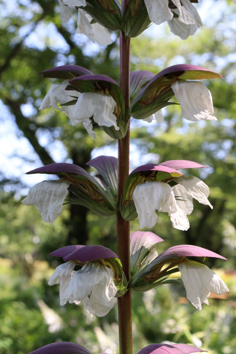 Beautiful national flower of Greece is in bloom. 宿根草園で 