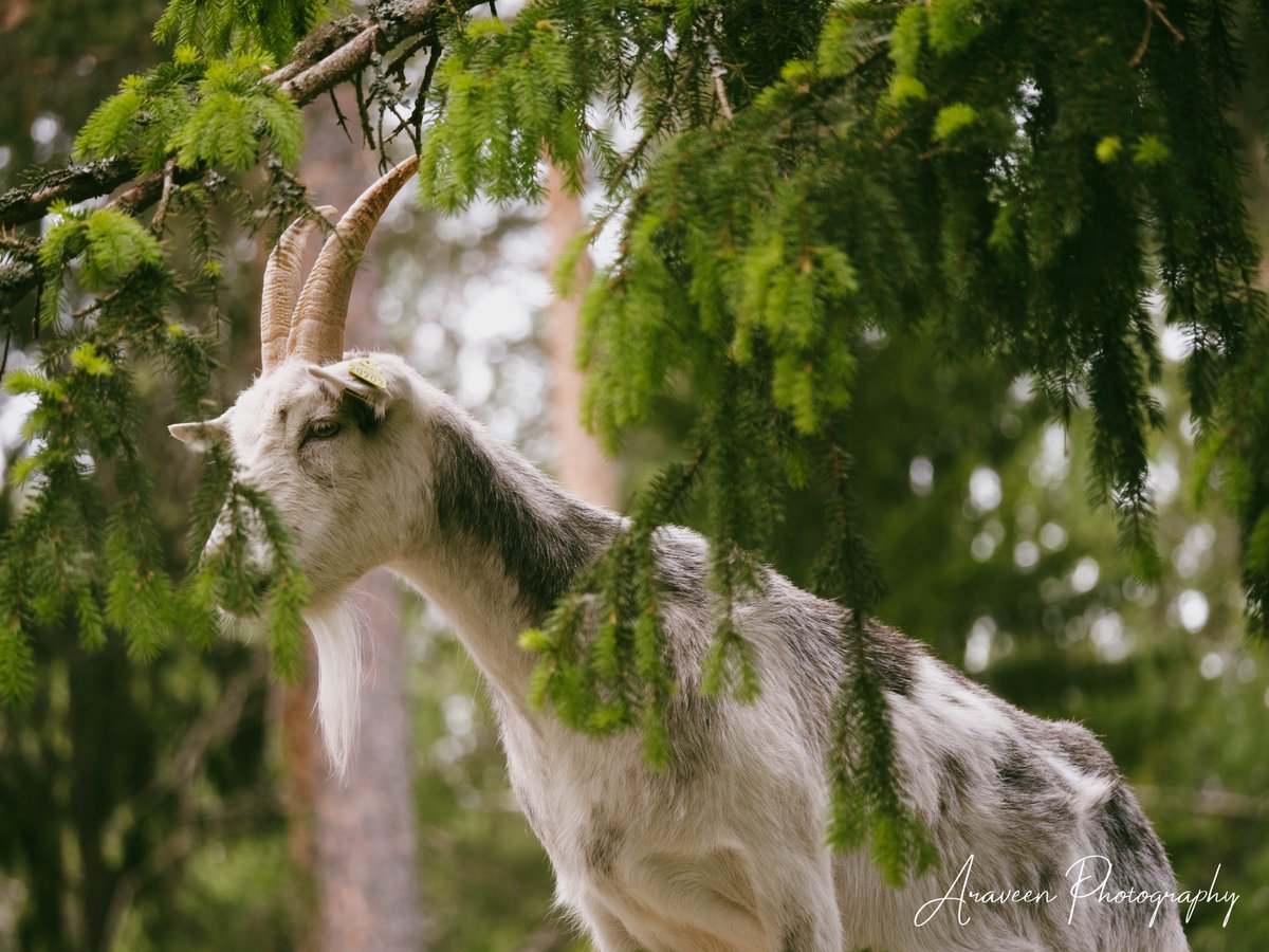AraveenPhoto's tweet photo. Jamtget goat #goat #zoo #lyckselezoo #photography https://t.co/9mJIzpm079