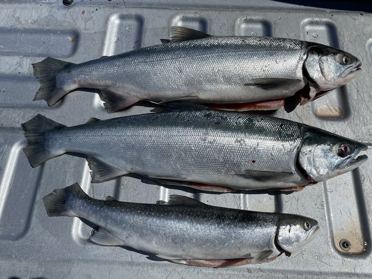 PeakGrizzly's tweet photo. It was a great day dipnet fishing in Kasilof Alaska! I ended up with five salmon for the day. #dipnet #alaska #salmon https://t.co/ba8aOujrsV