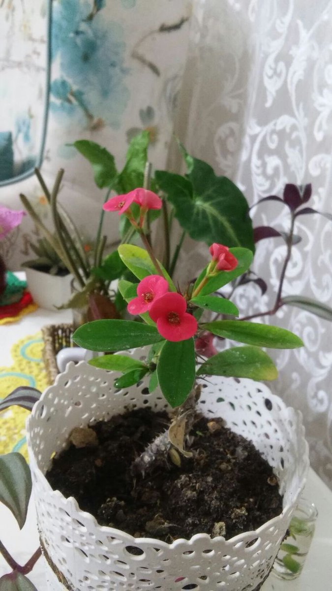 مغرده عابره tweet media