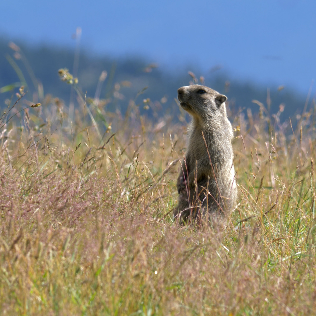 Altiservice's tweet photo. Partez #randonner sur les traces de Grignotte la #marmotte ! 🐾

Cet été, un nouveau sentier pédagogique créé en collaboration avec @ONF_Officiel dans le but de sensibiliser les randonneurs à la #biodiversité attend les randonneurs à @FontRomeuP2000 !

https://t.co/uFEj7qLbCc https://t.co/BlyyoKJFyr
