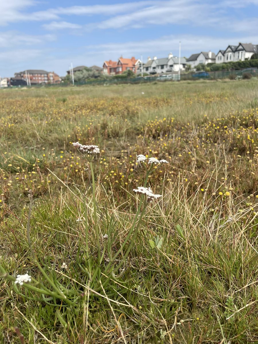 After a long-awaited windy spell after dry weather, Hoylake’s dunes are growing again! On top of rocketing numbers of species across this 2km stretch of early sand dune, it must be one of the most extensive examples of this incredibly rare habitat type in Britain! Gorgeous 😍🌱