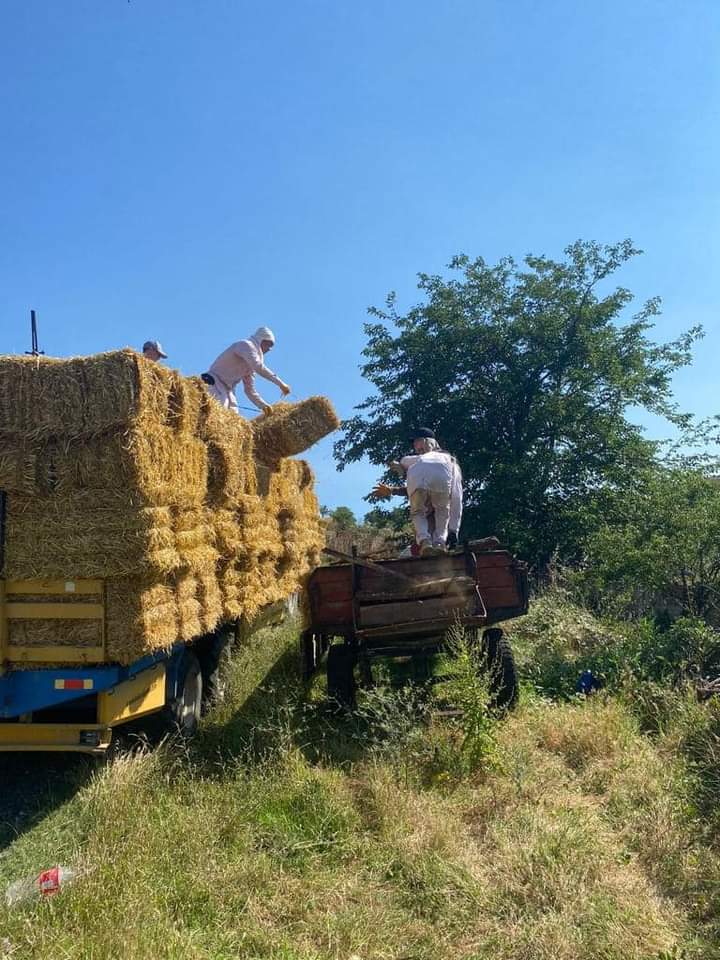 BBvolkanyilmaz's tweet photo. Sertifikalı #YERLİ ve #MİLLİ tohumluk arpalarımızı biçiyor, kalan arpa saplarını bu sene de hayvancılık yapan çiftçilerimize ÜCRETSİZ dağıtıyoruz. 

📍Değirmenköy https://t.co/glIYXXbuR4