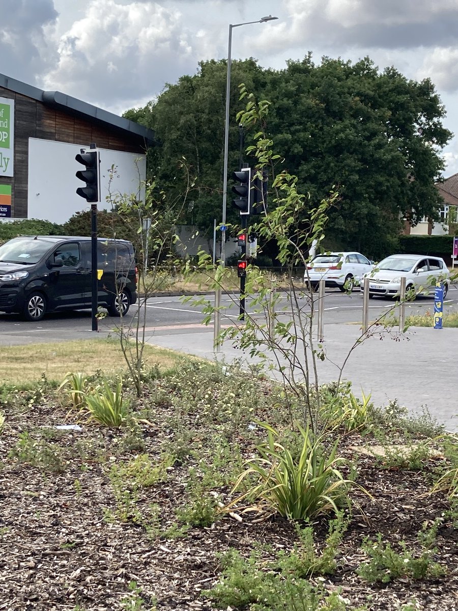 ⁦<a href="/LidlGB/">@LidlGB</a>⁩ your newly planted trees at Crane Boulevard Ipswich look like they're struggling. Do you have a weekly watering plan in place? If not you've condemned them to death. Please help them to thrive and survive 👍🏼🌳💚