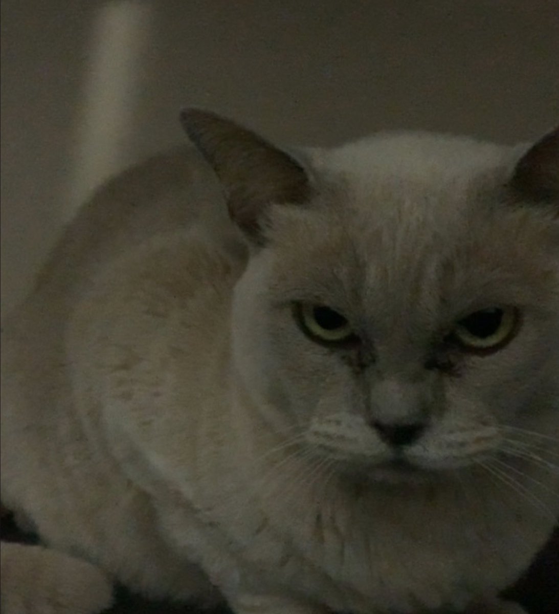 GUYS I GOT A TWEET LIMIT ON MAIN GOD I CANT LIVE LIKE THIS