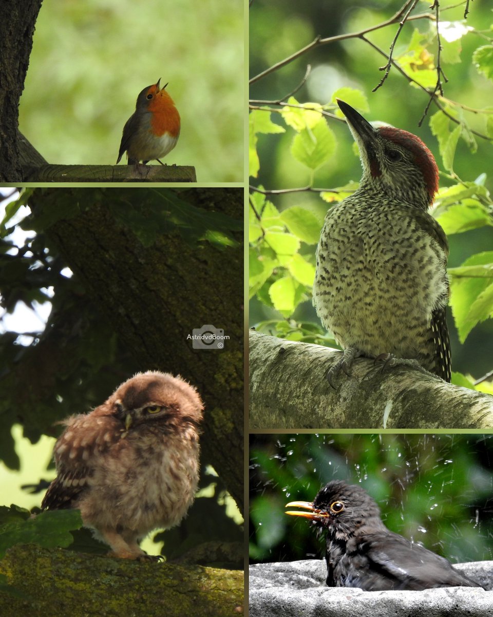 Tuingeluk(svogel)...🍀

Roodborstje - Groene Specht (jong) - uilskuiken Steenuiltje - badderende Merel