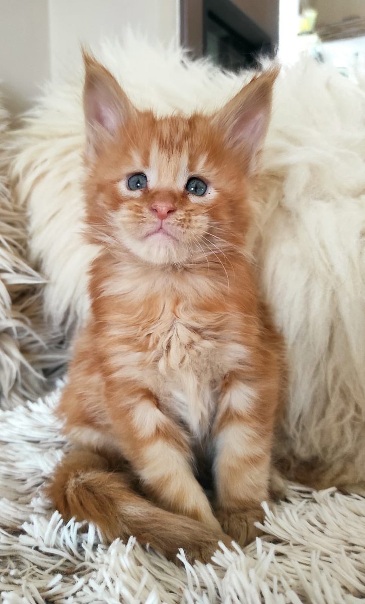 Jakub Szántó tweet media