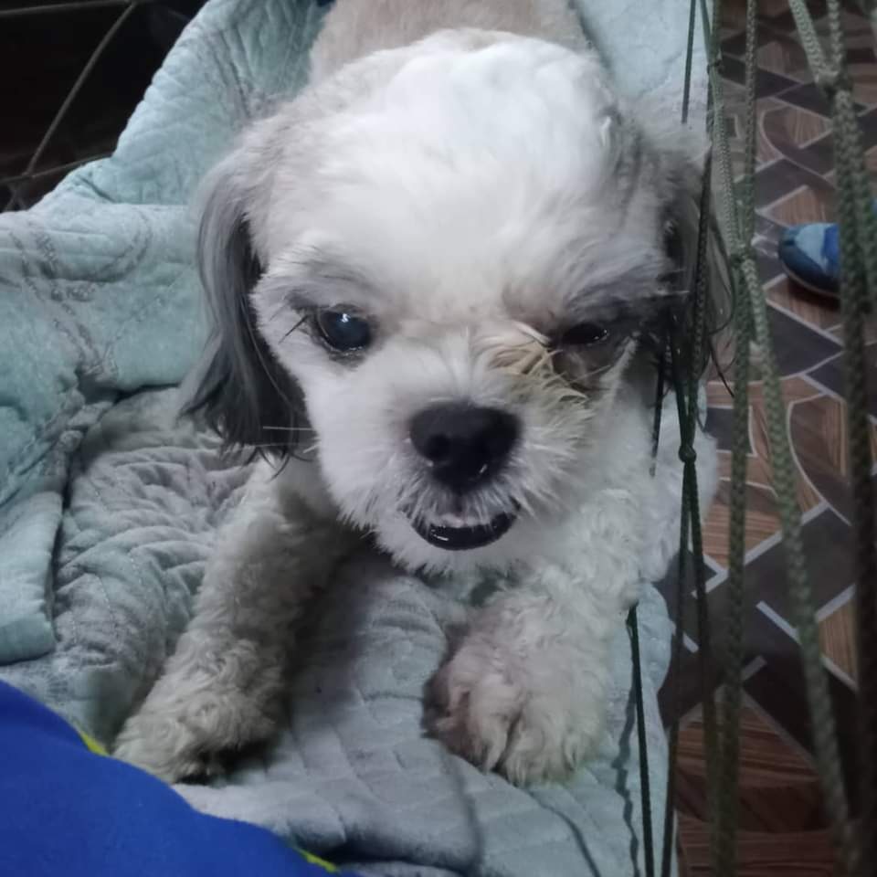 TeacupPh's tweet photo. Good morning. Wishing you all a Blessed Sunday. We had long power cuts yesterday and we were hardly online. Sorry if we missed your comments. Weather still bad. Take care and enjoy your day. Teacup.xx🇵🇭🐶💓❤️💕🤩😍🙂👍
#dogs #dogsoftwitter #furry #friends #Sundayv https://t.co/RI7BI4GAfe