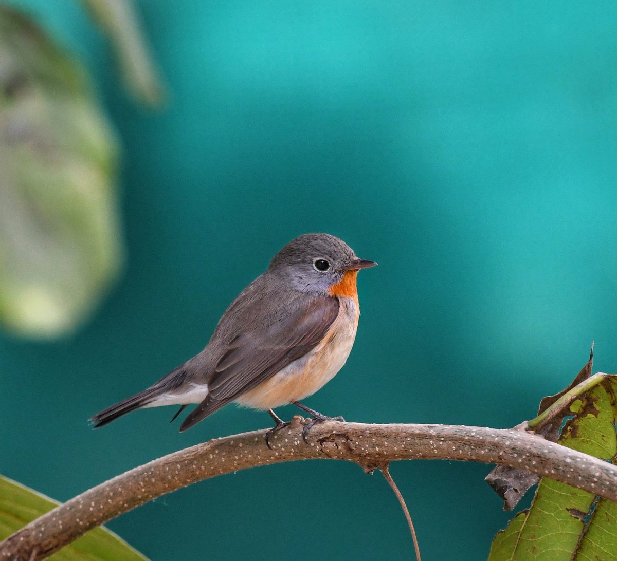 goodrawl's tweet photo. Red-breasted Flycatcher 
#birds
#birding
#birdwatching 
#birdphotography
#IndiAves
#BirdTwitter
#dailypic 
#ThePhotoHour 
#nikonphotography https://t.co/dfj8wG1VOd