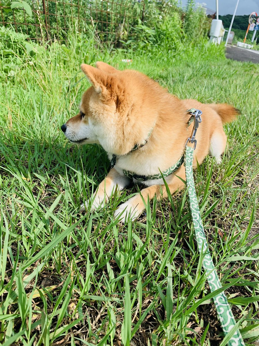 coco_koha_kote's tweet photo. 折り返��地点の座り込み。┐(´д｀)┌
 #柴犬のいる生活 https://t.co/Eu7TNf1wYf