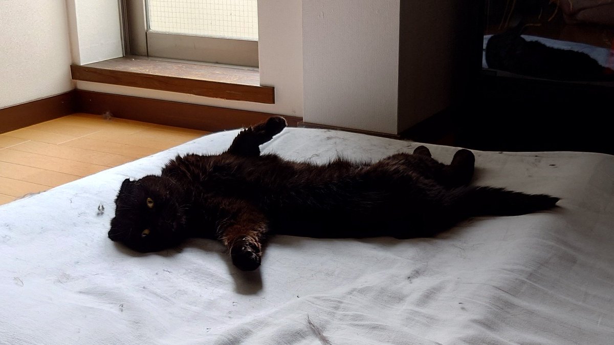 布団の上にいた謎の生き物😺 https://t.co/rOtZN1kdwX