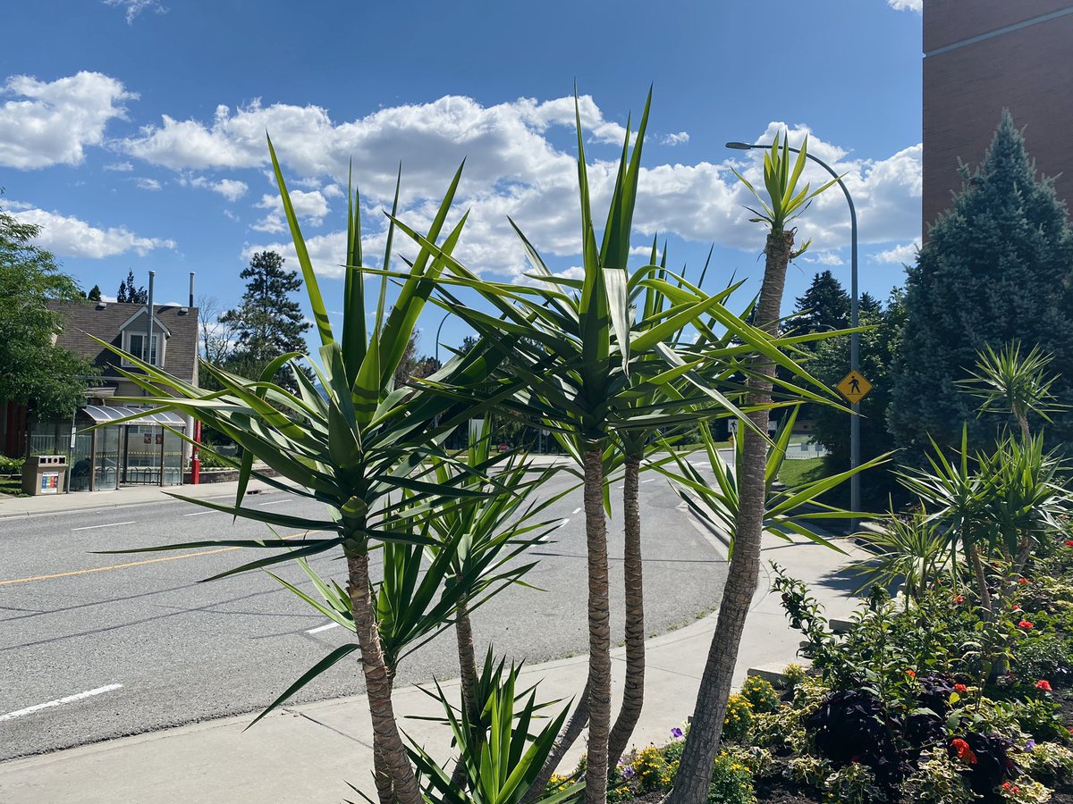 Out enjoying our free transit offering this Canada Day! Lots of riders on-board and heading Downtown for the festivities. #BCTransit #Kamloops 🍁
