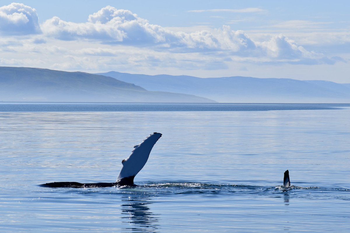 laezyi / shady guy {GODS} tweet media