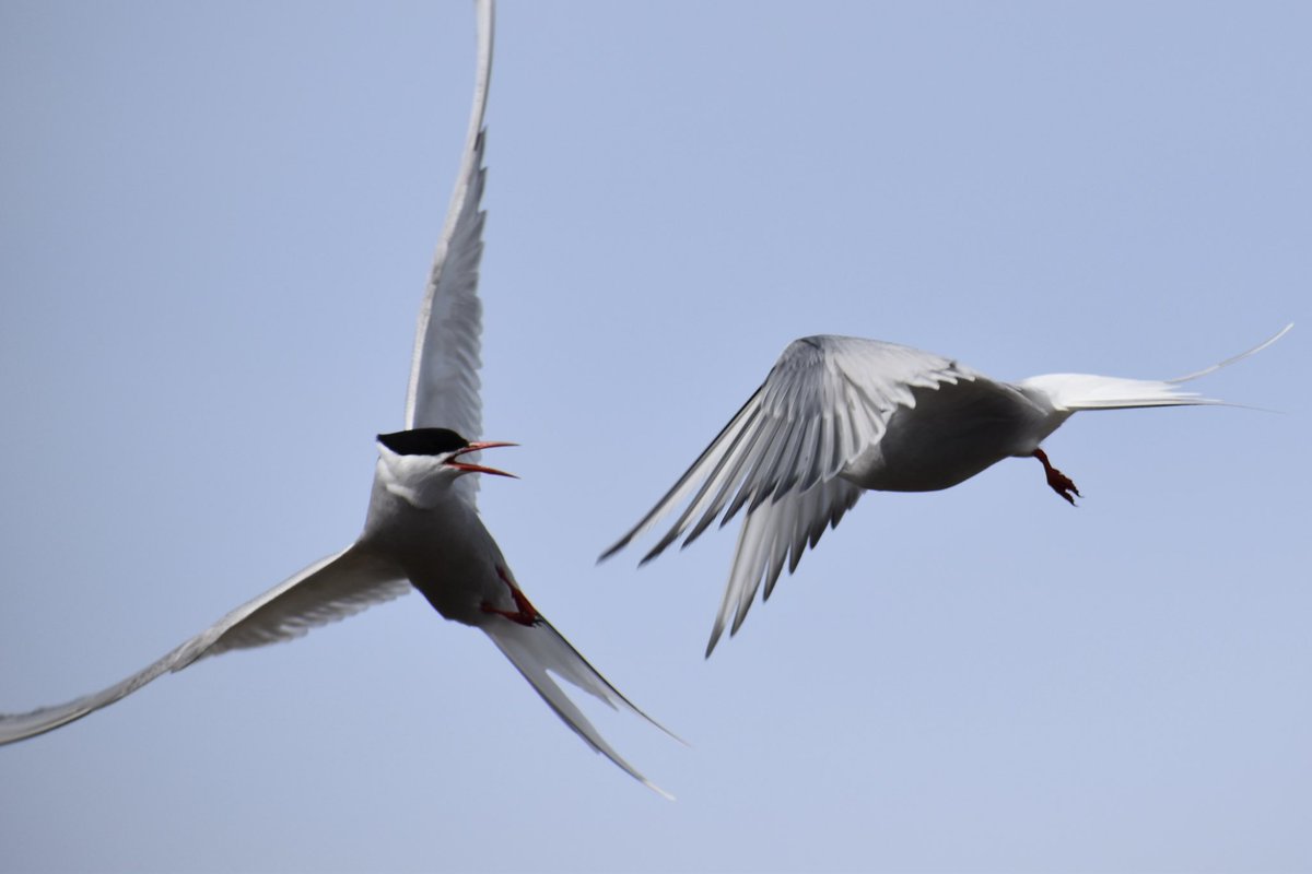 laezyi / shady guy {GODS} tweet media