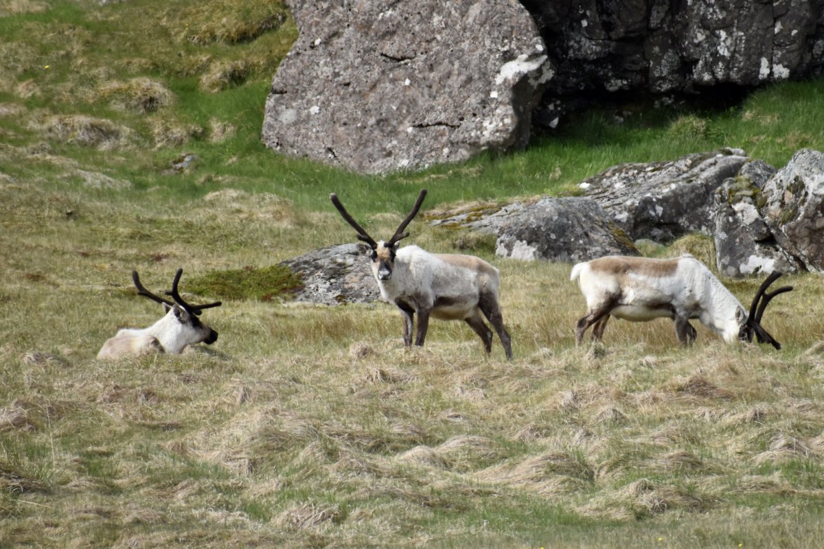 laezyi / shady guy {GODS} tweet media