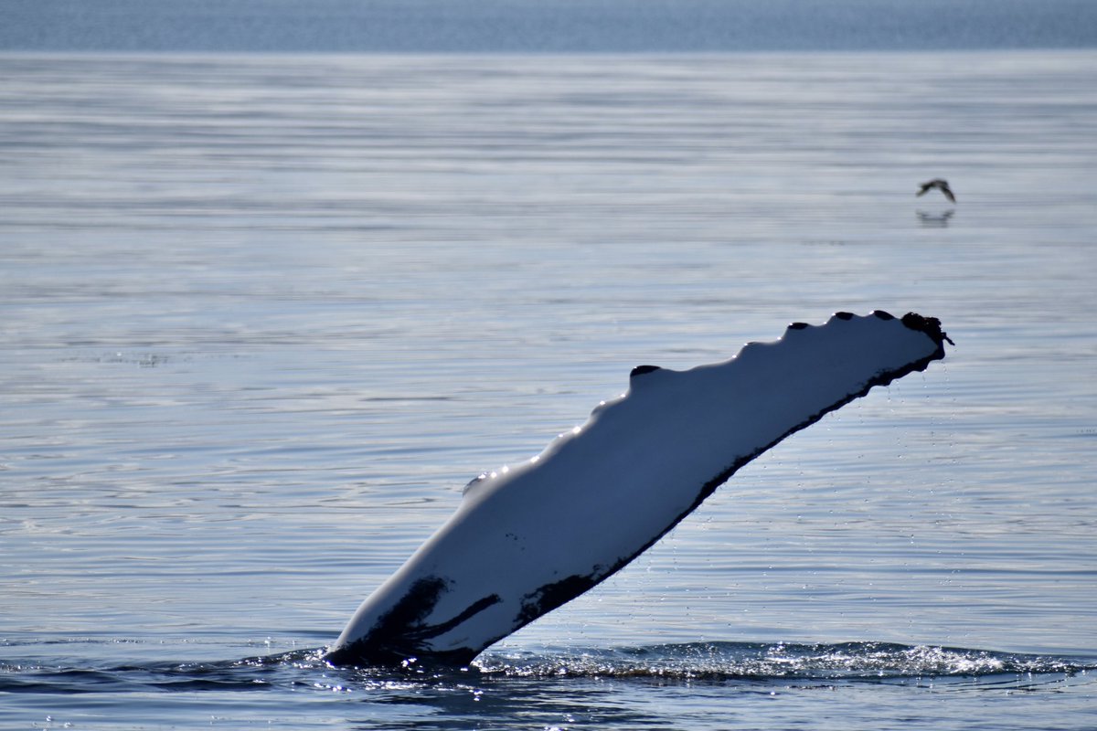 laezyi / shady guy {GODS} tweet media