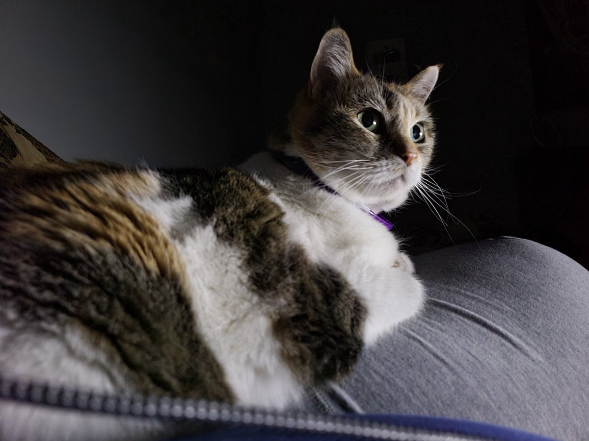 RoguesHouse's tweet photo. Rogue is not a lap cat but she's staying close by now. Independence is upon the city! #RogueProbz #Happy4thofJuly https://t.co/JYzv70E5yN