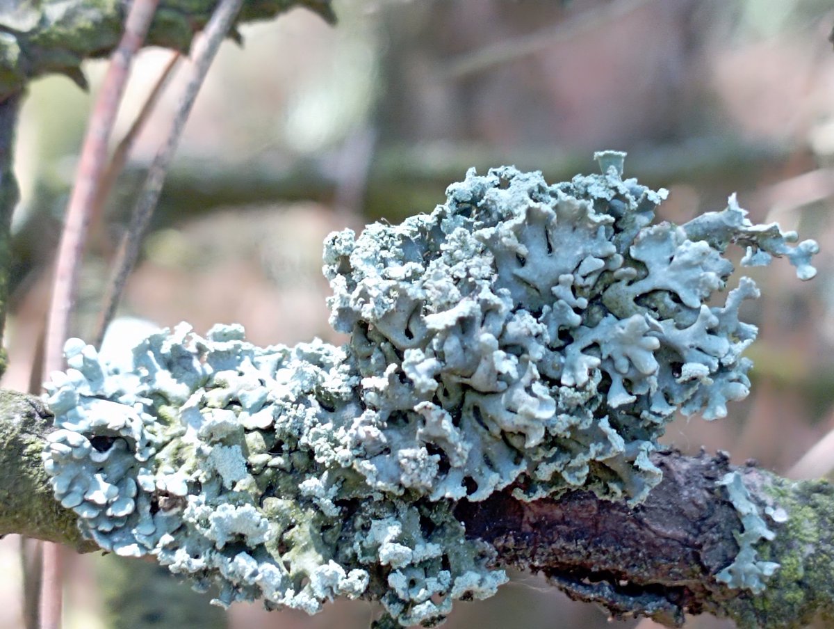 Bomber9150's tweet photo. Here is either Lichen Gray or Cladonia. Well, with Lichens, it somehow turns out that the more I learn, the more questions and fewer answers 😅
#Ukraine #Dnipro #Travel #nature #mashrum https://t.co/YcwxxOKj7X