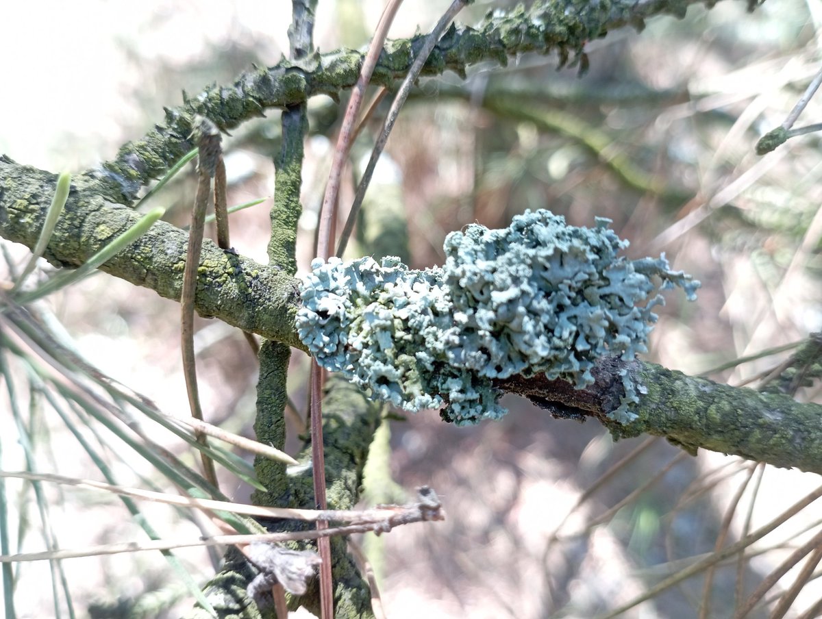 Bomber9150's tweet photo. Here is either Lichen Gray or Cladonia. Well, with Lichens, it somehow turns out that the more I learn, the more questions and fewer answers 😅
#Ukraine #Dnipro #Travel #nature #mashrum https://t.co/YcwxxOKj7X