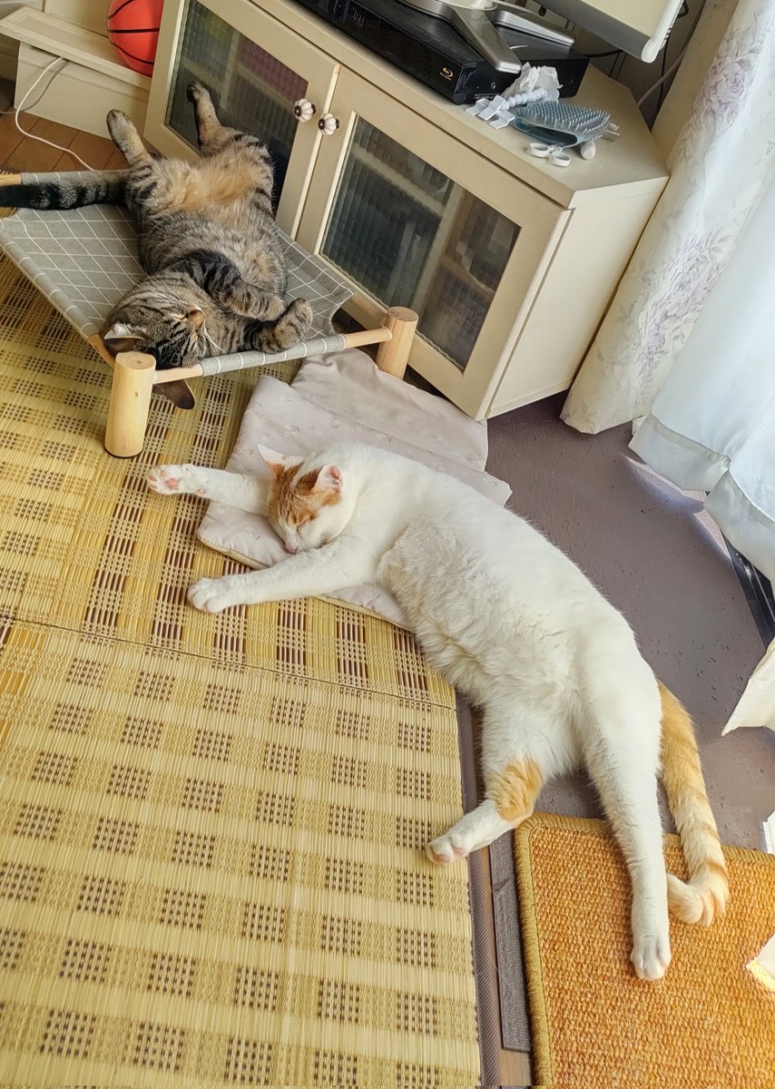 食後の昼寝は最高だね〜
(⋈◍＞◡＜◍)。✧♡

#猫がいる幸せ #猫がいる暮らし