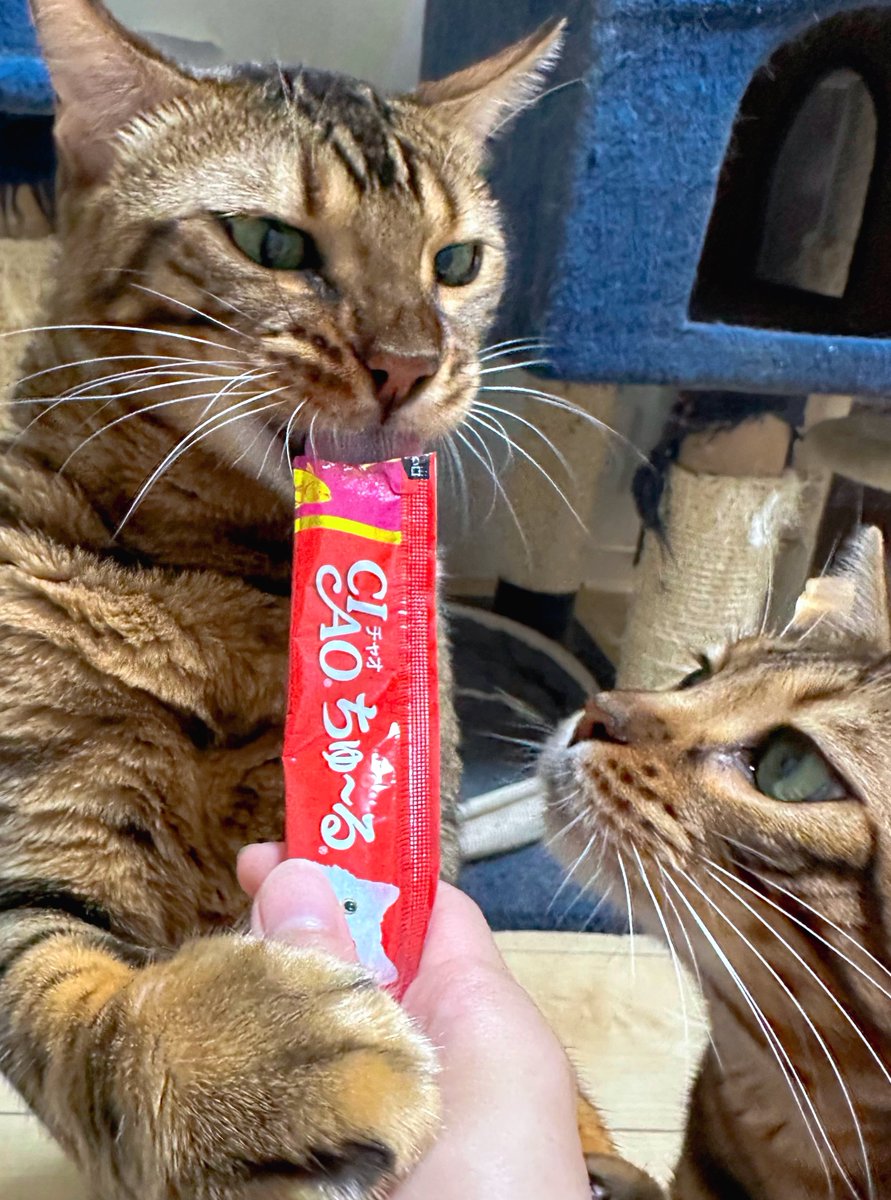 Mahipark222's tweet photo. ちゅーる大好き🐱💕
ちゅーるは見るだけで「ちゅーるくれー！！」って大騒ぎ😂
 #ちゅーるで元気 https://t.co/00qdqqa0zy
