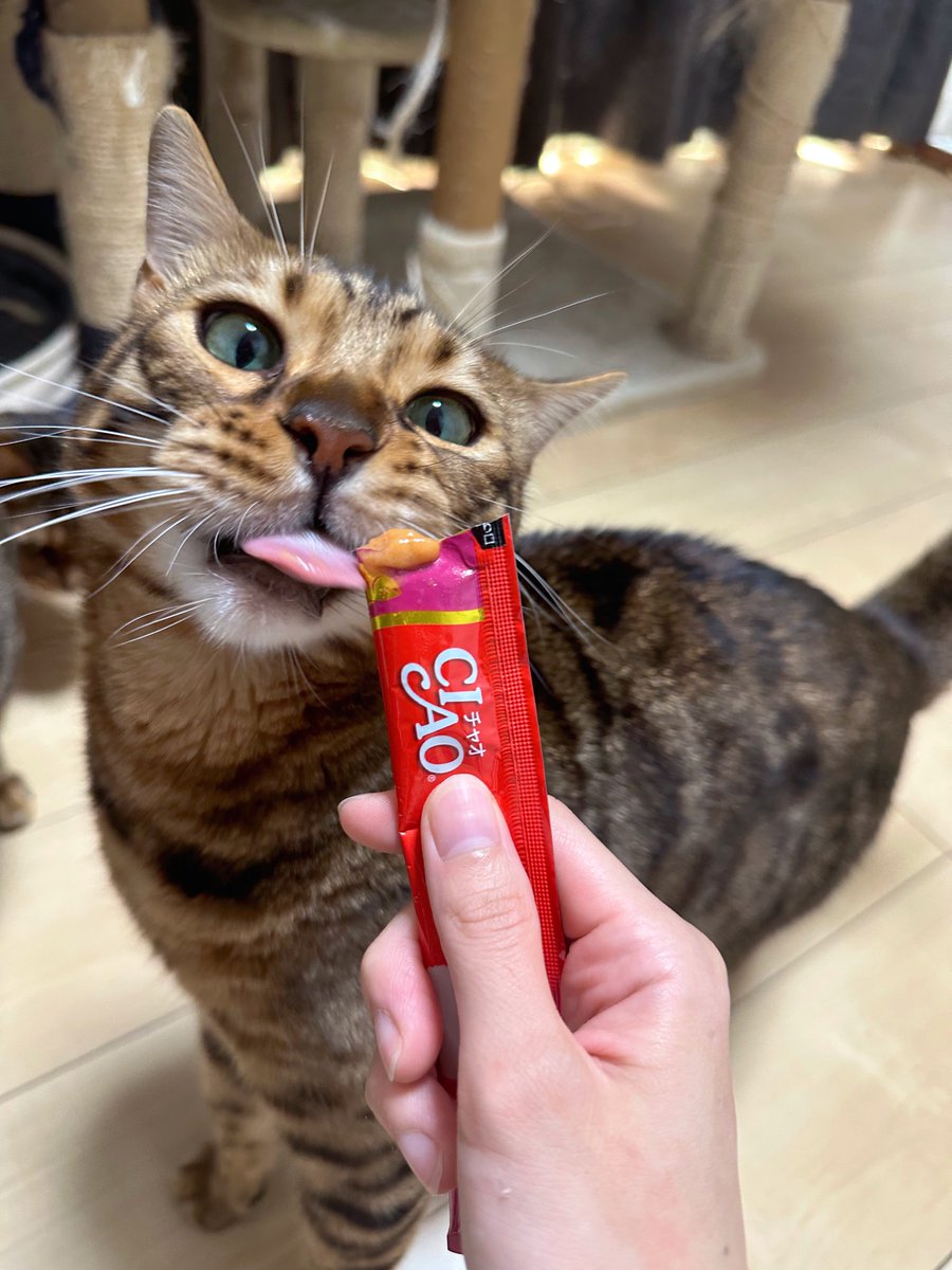 Mahipark222's tweet photo. ちゅーる大好き🐱💕
ちゅーるは見るだけで「ちゅーるくれー！！」って大騒ぎ😂
 #ちゅーるで元気 https://t.co/00qdqqa0zy