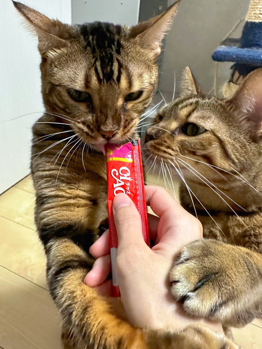 Mahipark222's tweet photo. ちゅーる大好き🐱💕
ちゅーるは見るだけで「ちゅーるくれー！！」って大騒ぎ😂
 #ちゅーるで元気 https://t.co/00qdqqa0zy