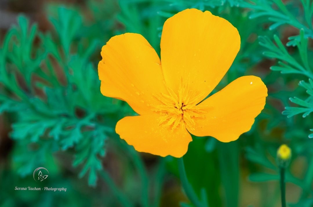 Serena Vachon - Photography tweet media