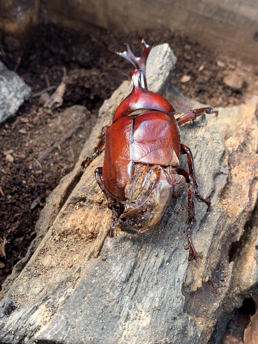 monomochiya's tweet photo. 今年のカブト虫が誕生しました
しかし　クワガタと一緒だったので
羽が　完璧では無く　反省です
クワガタのみのケースに
カブトの幼虫が居るのか確認してなくて　
＃カブト虫　#コクワガタ https://t.co/l5sjpMiCMW