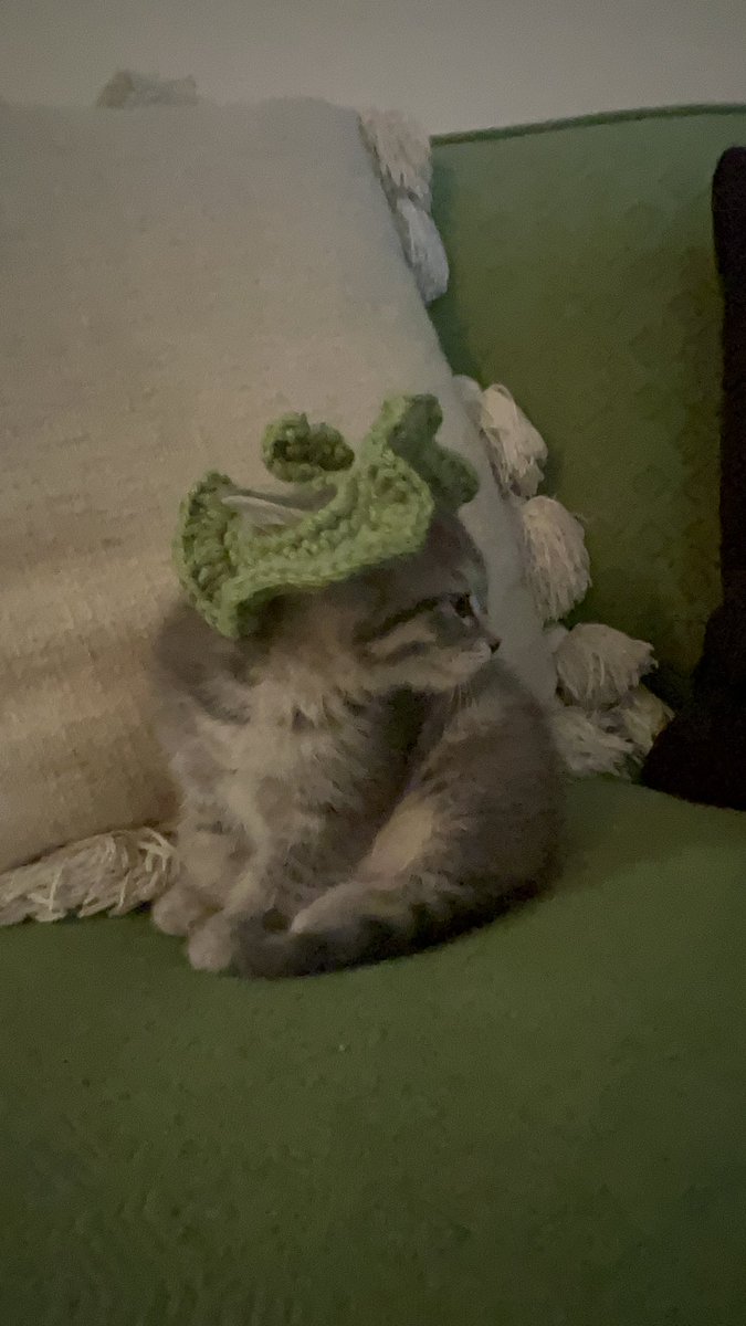 fuzzie ꩜ .ᐟ tweet media