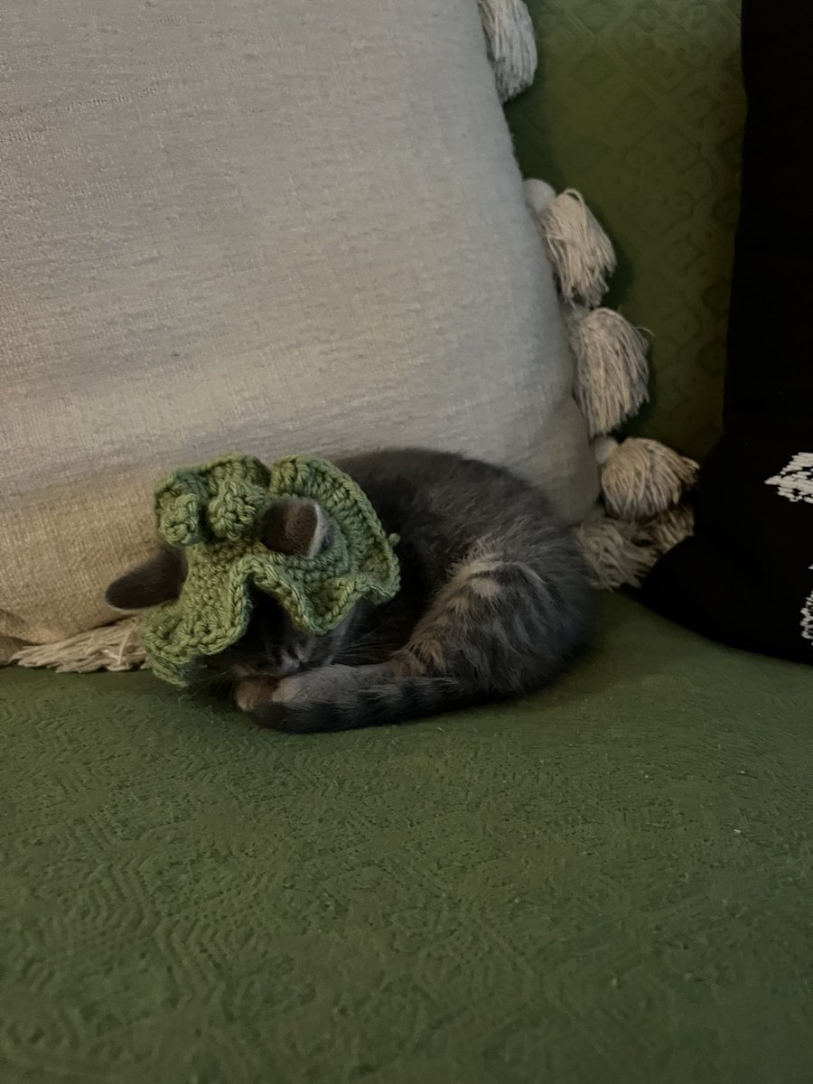 fuzzie ꩜ .ᐟ tweet media