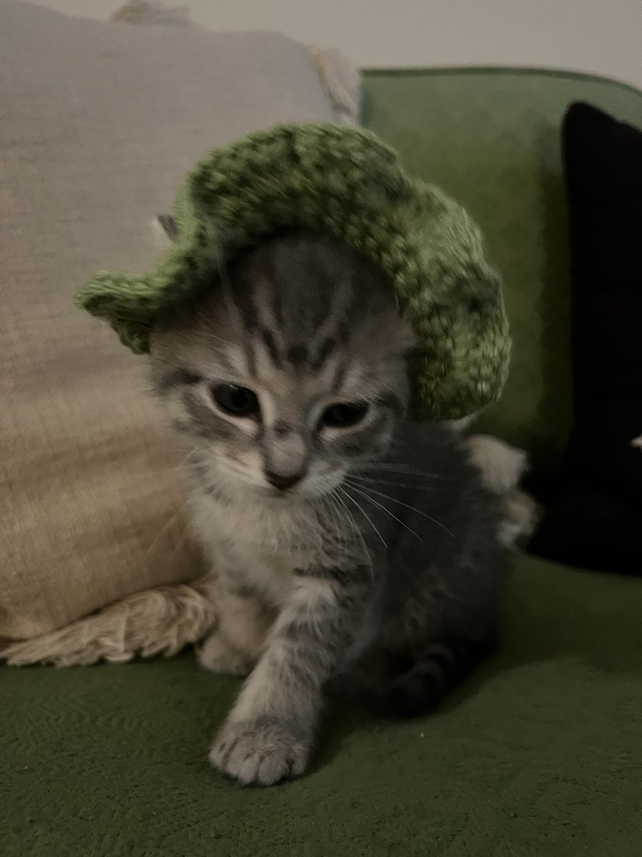 fuzzie ꩜ .ᐟ tweet media