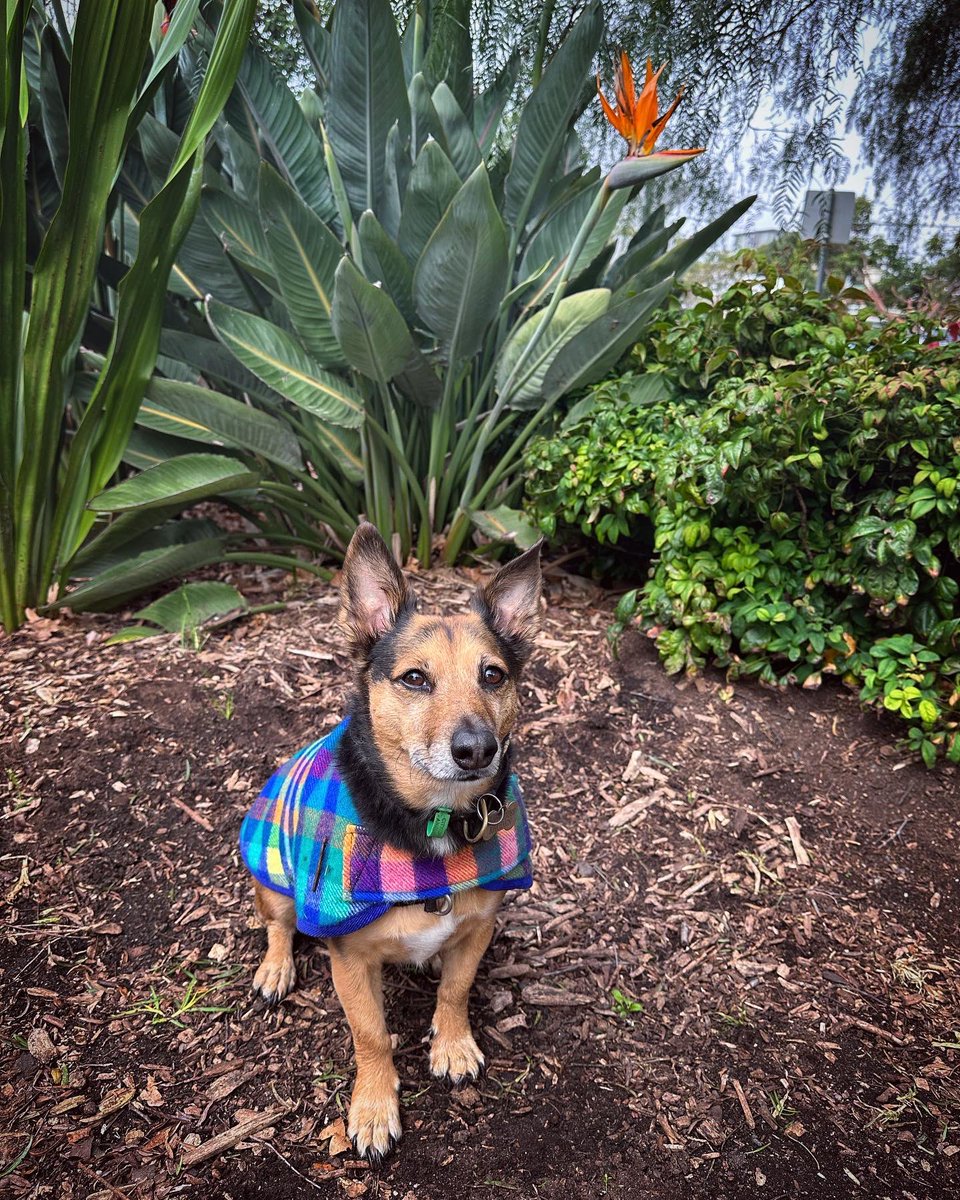 TheKilljoys's tweet photo. Wodehouse face #40 ‘blue steel’ #supermodel #modeldog #photoshoot #houndsomecoat https://t.co/ceGq0kFSON