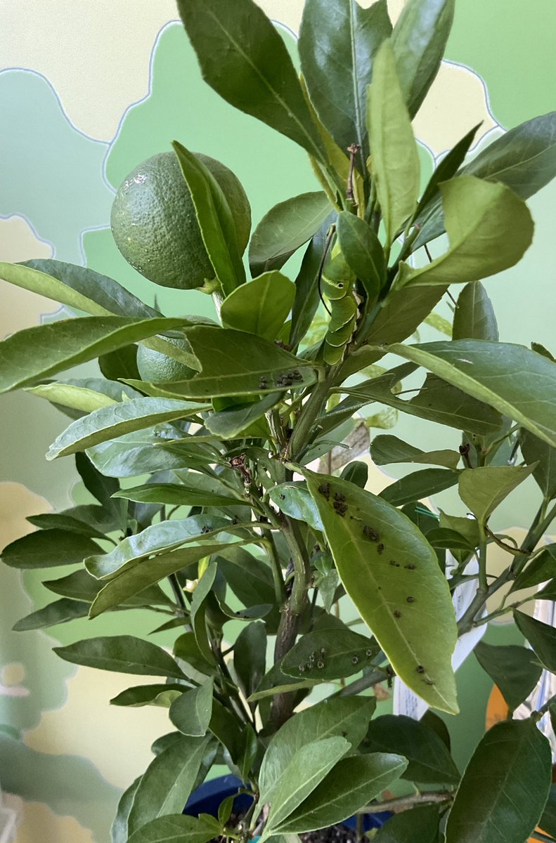 庭のみかんの木がお怒りなので、同じみかんの木を鉢植えで室内で育て、そこにアゲハ幼虫を移動。２匹いたんですがもう一匹は新しいみかん木を拒否で星に😭もう一匹はすくすく育って終齢幼虫に。頑張って大きくなれよ〜。 https://t.co/F8UtxRH6Nd
