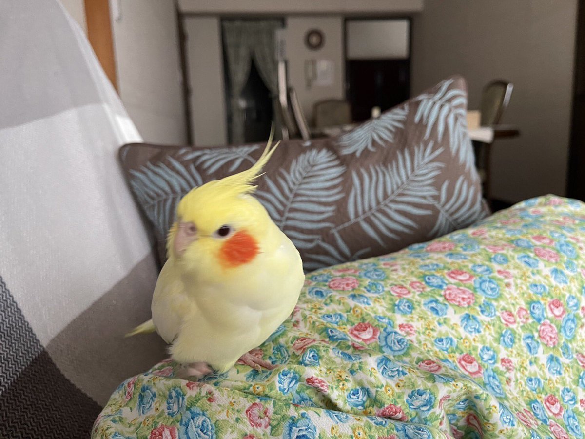 Xg8ASI2slMeanwZ's tweet photo. 2023年7月2日（日）福岡県福岡市南区塩原でオカメインコが飛んでいってしまいました。小さな情報でも構いませんので、何かありましたらご連絡いただけますと幸いです。#インコ迷子 #福岡市 #塩原 #オカメインコ #拡散希望 ＃インコ https://t.co/w6ETlvoZ9B