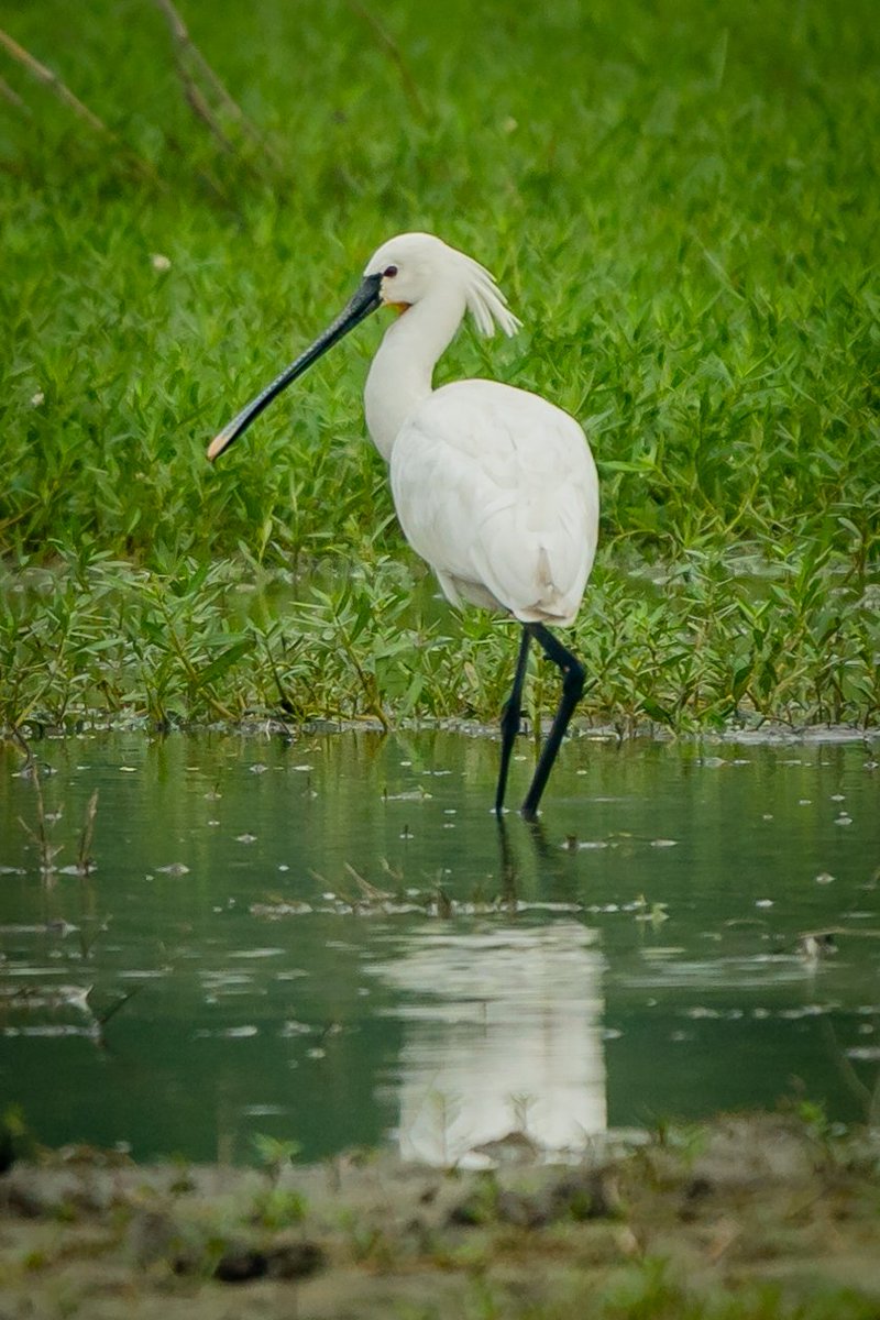 Eurasian Spoonbill .. dressed in all whites with a distinctive bill ! Captured this image at Sultanpur National Park!  #photography #ThePhotoHour #IndiAves #birdphotography #birdwatching #SonyAlpha #SonyAlpha7iv #sony200600 #BBCWildlifePOTD #WayToWild