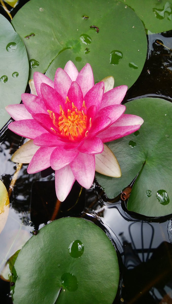 今日は地域の行事でテニスできず、体が動かす事を求めている、が休養日としよう。また週末まで仕事にトレーニングに頑張ろう。

女性高額収入 
 taa1341.web.fc2.com/ad3.html